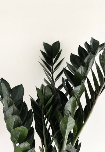 زاميا بلاك ريفن - Zamioculcas zamiifolia raven