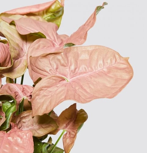 Syngonium red heart - سينجونيوم القلب الأحمر