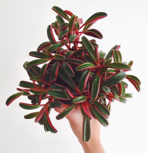 Peperomia Graveolens - ببروميا قرافيونلز