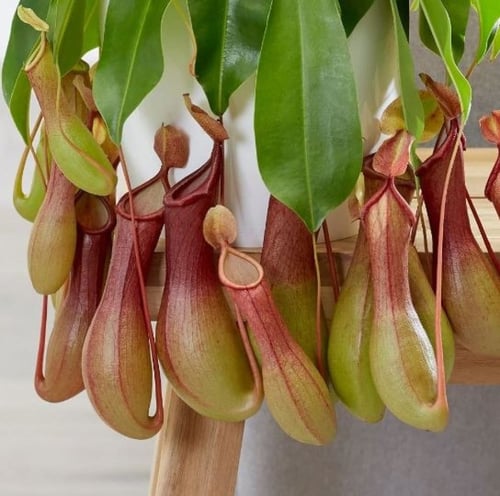 Monkey Jar Plant- نبات جرة القرد