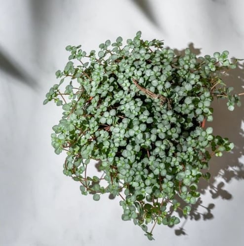 Pilea glaucophylla Greyzy - بيليا الجلوكوفيلا الرم...