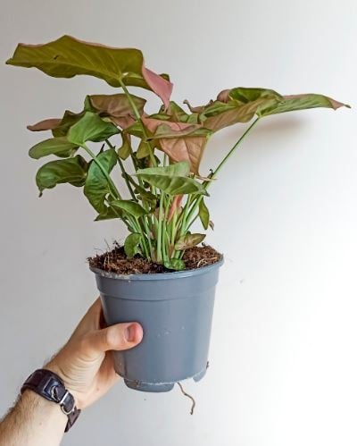 Syngonium red heart - سينجونيوم القلب الأحمر