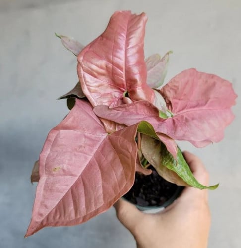 Syngonium Pink Allusion - سينجونيوم بينك ألوجن