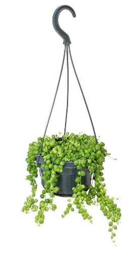 سينيسيو روليانوس - Senecio rowleyanus