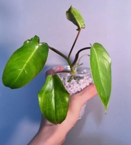 Perlite - برلايت