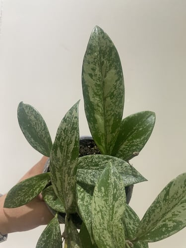 Hoya Pubicaly splash- هويا بوبيكاليكس "البقع الفضي...