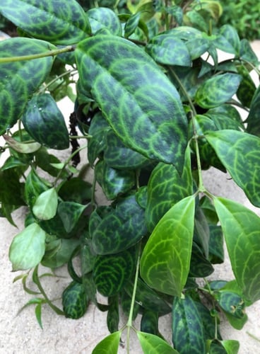 Aeschynanthus Black Pagoda - إسكينانثوس بلاك بقودا