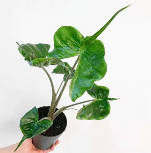 Alocasia Stingray - Elephant Ear - ألوكاسيا ستينغر...