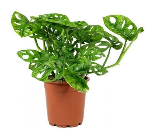 مونستيرا أدونسي قناع القرد - Monstera adansonii Mo...