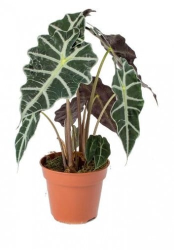 Alocasia Amazonica Polly - الوكاسيا بولي