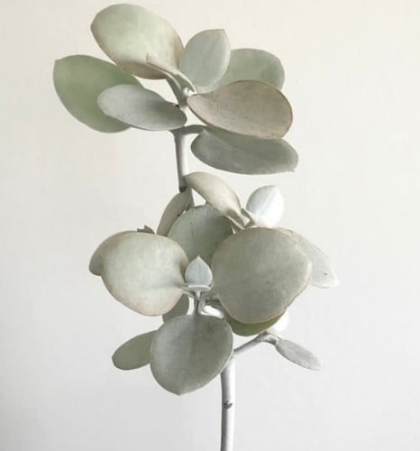 الملعقة الفضية - كالانشو براكتياتا- Kalanchoe brac...