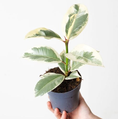 Ficus Elastica Tineke - فيكس إيلاستيكا تينيكي