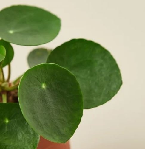 بيليا بيبيميورديس - Pilea peperomioides