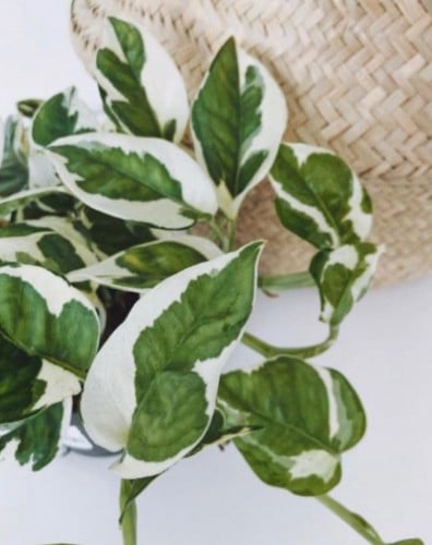 ابيبريمنيوم أنجوي - Epipremnum Aureum N'Joy Pothos