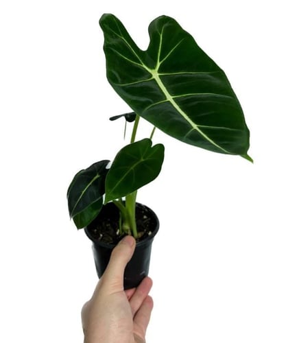 ألوكاسيا فريدك - Alocasia Frydek