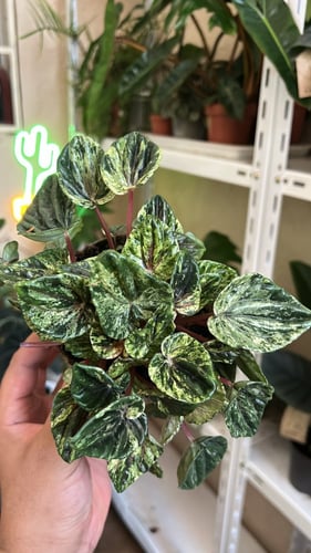 Peperomia Caperata Variegated - ببروميا كابيراتا ف...