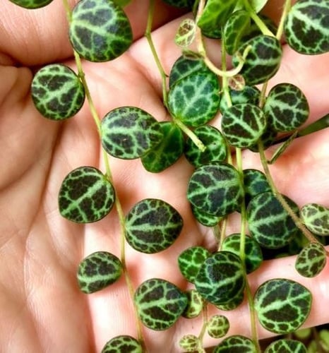 ببروميا بورستراتا - Peperomia Prostrata