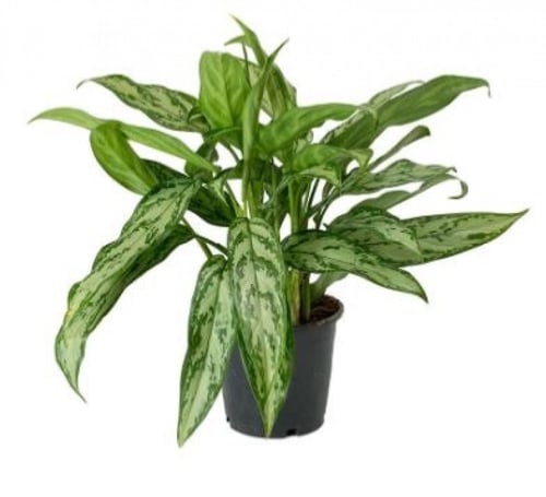 اجلونيما سلفر كوين - Aglaonema Silver Queen