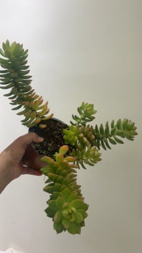 Sedum adolphi Golden Glow - سيدوم أدولفي التوهج ال...