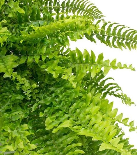 Samambaia Americana - بوسطن فيرن