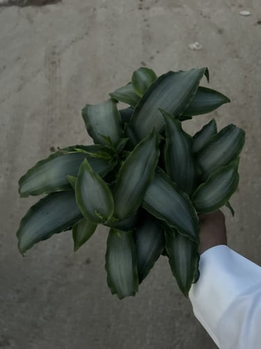 ماردانيا لوريفورميس النجم الساطع - Mardania lorifo...