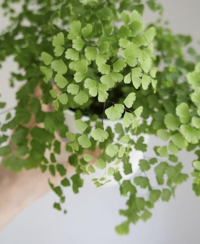 دلتا مايدنهير فيرن - Delta Maidenhair Fern