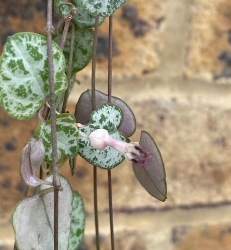 Ceropegia woodii - سيروبيجيا وودي ( سلسلة القلوب )