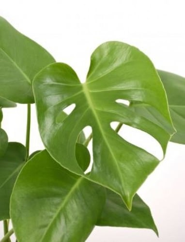 مونستيرا دليسوزا القفص الصدري - Monstera Deliciosa