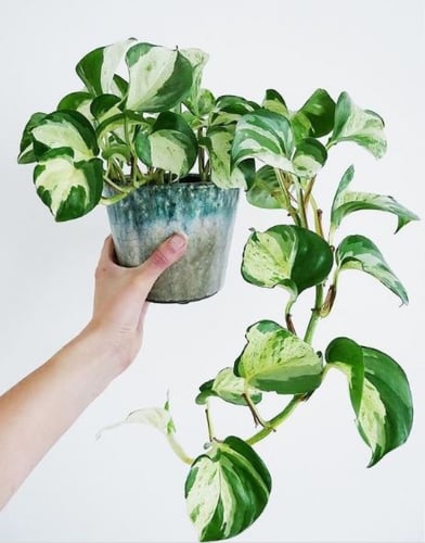 Manjula Pothos Epipremnum Happy Leaf -ابيبريمنيوم...