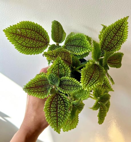 بيليا مون فالي - Pilea Moon Valley