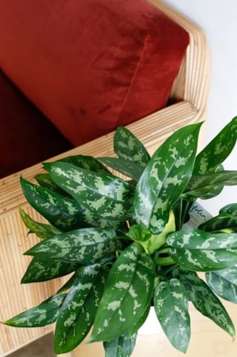 اجلونيما ماريا بيوتي - Aglaonema Emerald Beauty