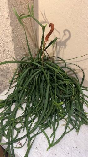 Lepismium Bolivianum - بوليفيانوم الليبيزموم