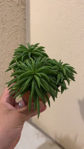 ببروميا فيريراي - Peperomia ferreyrae
