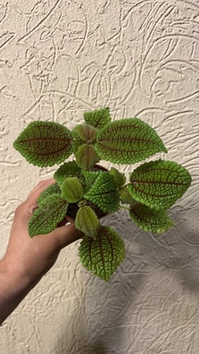 بيليا مون فالي - Pilea Moon Valley