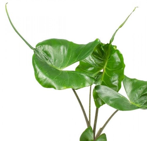 Alocasia Stingray - Elephant Ear - ألوكاسيا ستينغر...