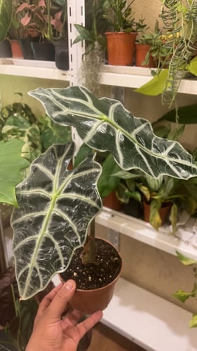 Alocasia Amazonica Polly - الوكاسيا بولي