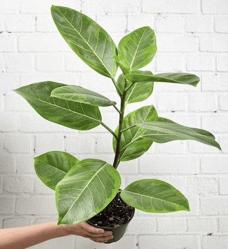 Ficus Altissima Yellow Gem - فيكس الجوهرة الصفراء