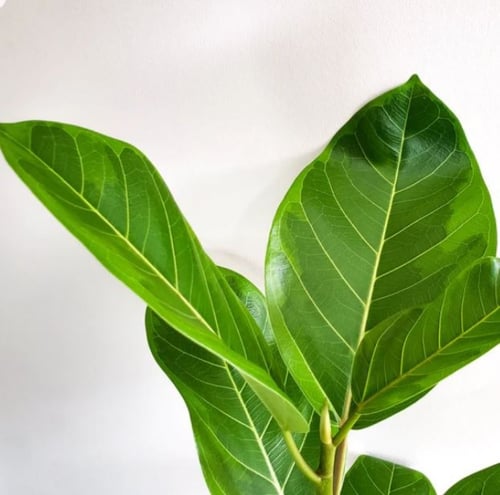 Ficus Altissima Yellow Gem - فيكس الجوهرة الصفراء