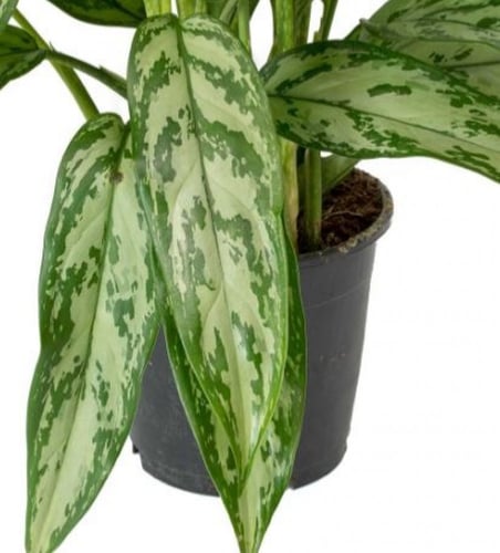 اجلونيما سلفر كوين - Aglaonema Silver Queen