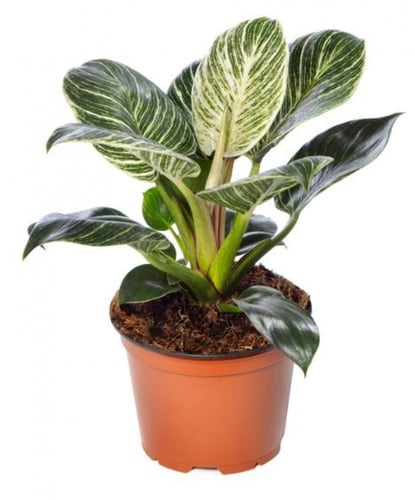 Philodendron birkin - فيلوديندرون بيركين