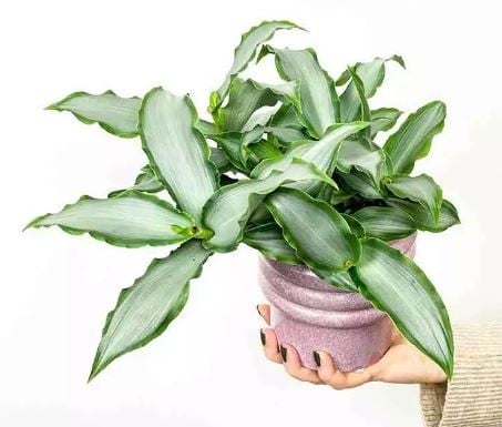 ماردانيا لوريفورميس النجم الساطع - Mardania lorifo...