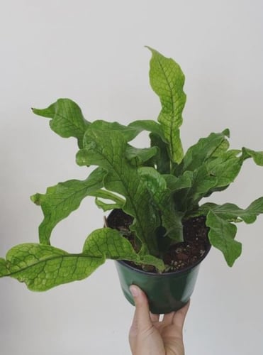 Microsorum musifolium Crocodyllus - سرخس التمساح