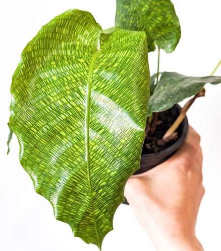 كالاثيا موسايكا - Calathea Musaica Network