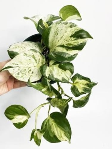 Manjula Pothos Epipremnum Happy Leaf -ابيبريمنيوم...