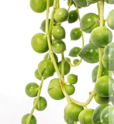 سينيسيو روليانوس - Senecio rowleyanus