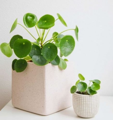 بيليا بيبيميورديس - Pilea peperomioides