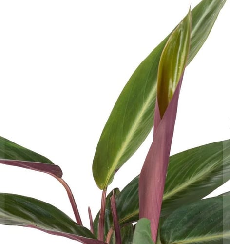 سترومانث سينقونيا سترايب ستار - Stromanthe sanguin...