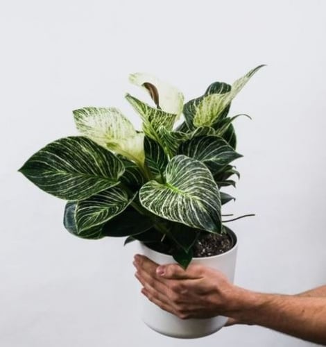 Philodendron birkin - فيلوديندرون بيركين