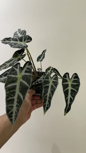 Alocasia Bambino - ألوكاسيا بامبينو