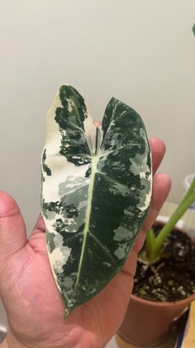 ألوكاسيا فريديك فرقيتد - Variegated Alocasia Fryde...